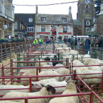 Uppingham Fatstock Market