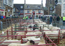 Uppingham Fatstock Market